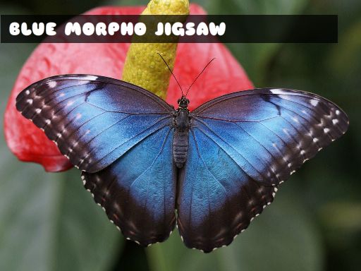 Blue Morpho Butterfly Jigsaw Game Image