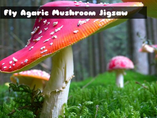 Fly Agaric Mushroom Game Image