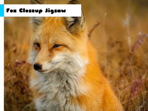 Fox Closeup Jigsaw Game Image