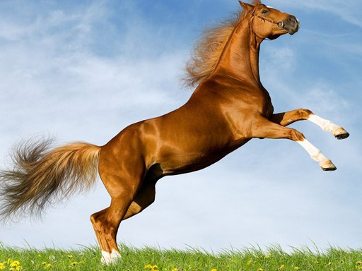 Horse Slide Game Image