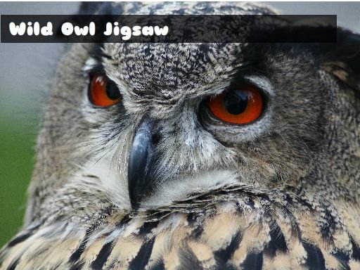 Wild owl Jigsaw Game Image