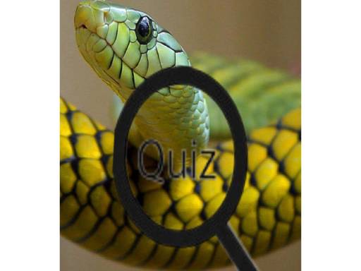 Wildlife Animal Trivia:Test Your Knowledge! Game Image