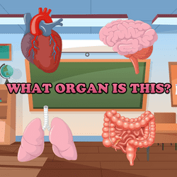 What Organ Is This? Game Image