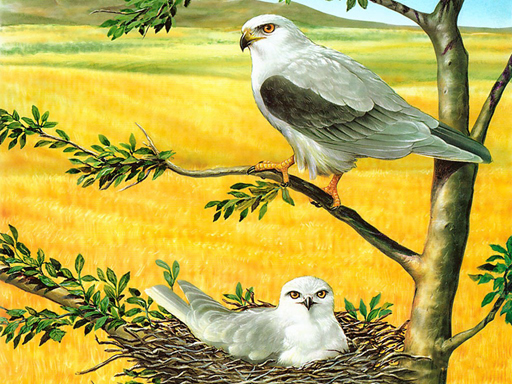 Birds of Prey Puzzle Game Image